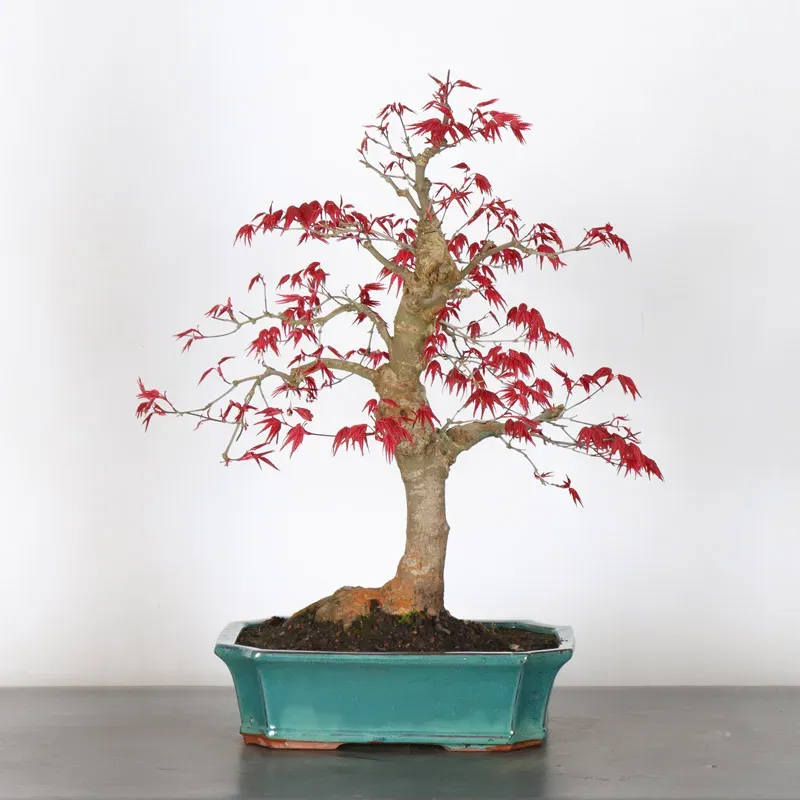 image supplémentaire - ÉRABLE ROUGE DU JAPON "ACER...