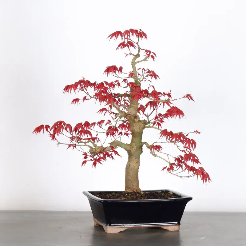 JAPANESE RED MAPLE "ACER DESHOJO" 3-10
