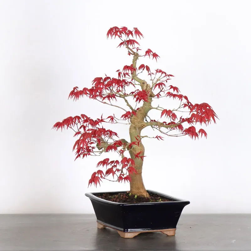 image supplémentaire - ÉRABLE ROUGE DU JAPON "ACER...