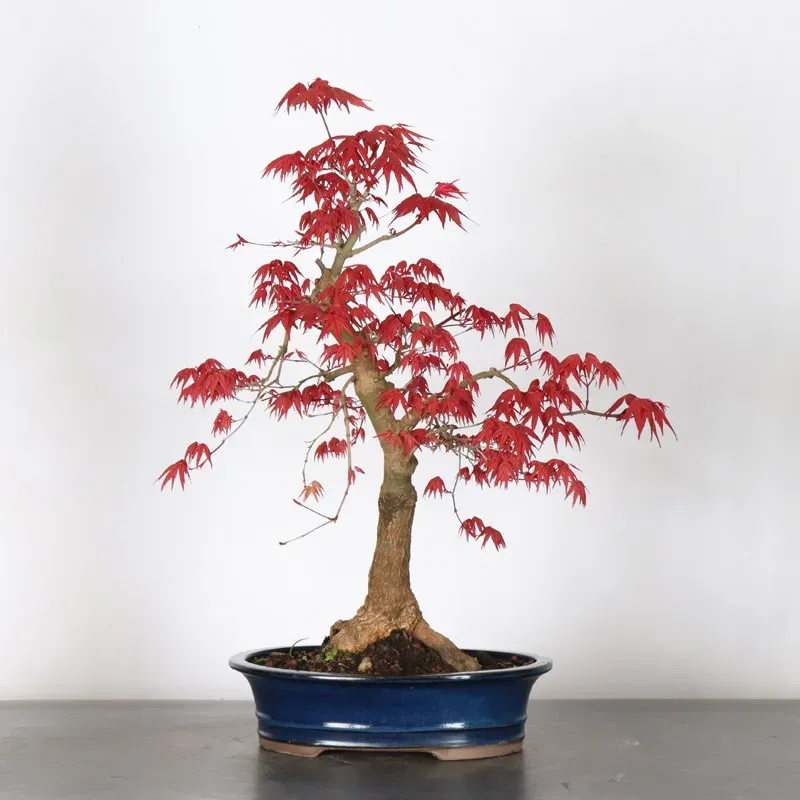 JAPANESE RED MAPLE "ACER DESHOJO" 3-11