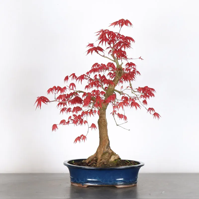 image supplémentaire - JAPANESE RED MAPLE "ACER...