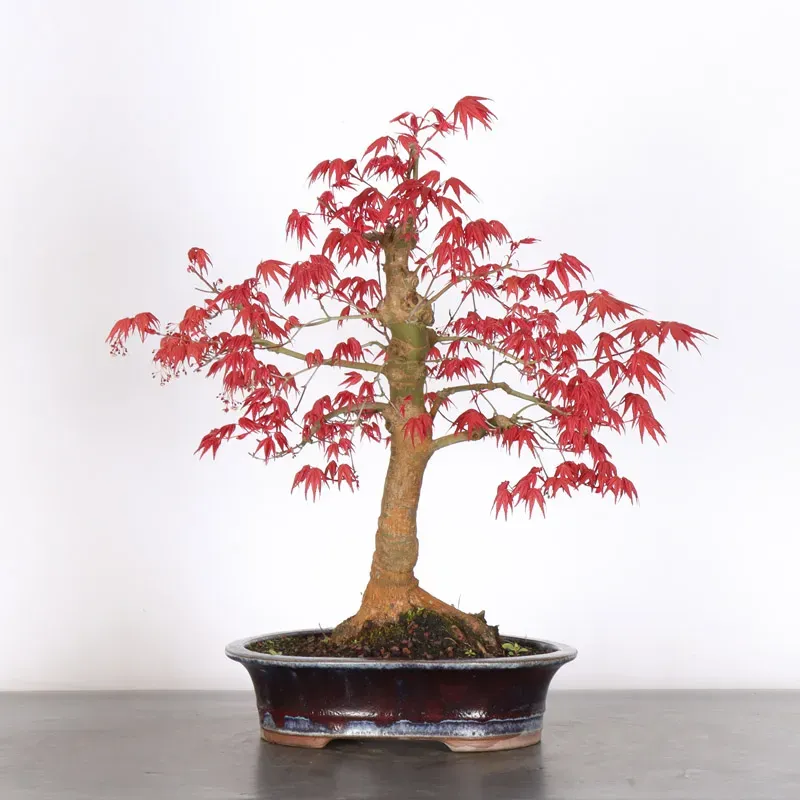 ÉRABLE ROUGE DU JAPON "ACER DESHOJO" 3-12