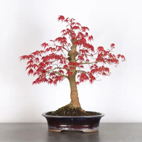 image supplémentaire - JAPANESE RED MAPLE "ACER...