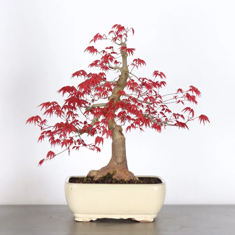 JAPANESE RED MAPLE "ACER DESHOJO" (cracked pot) 3-15