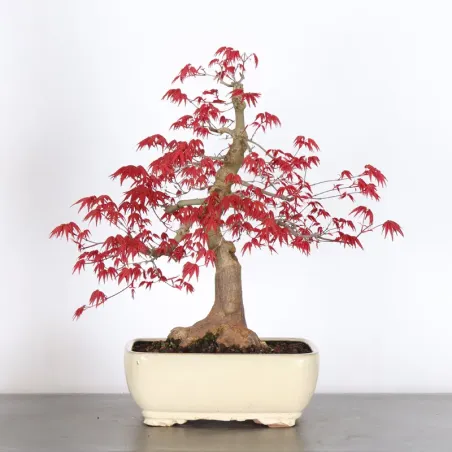 ÉRABLE ROUGE DU JAPON "ACER DESHOJO" (pot fissuré) 3-15