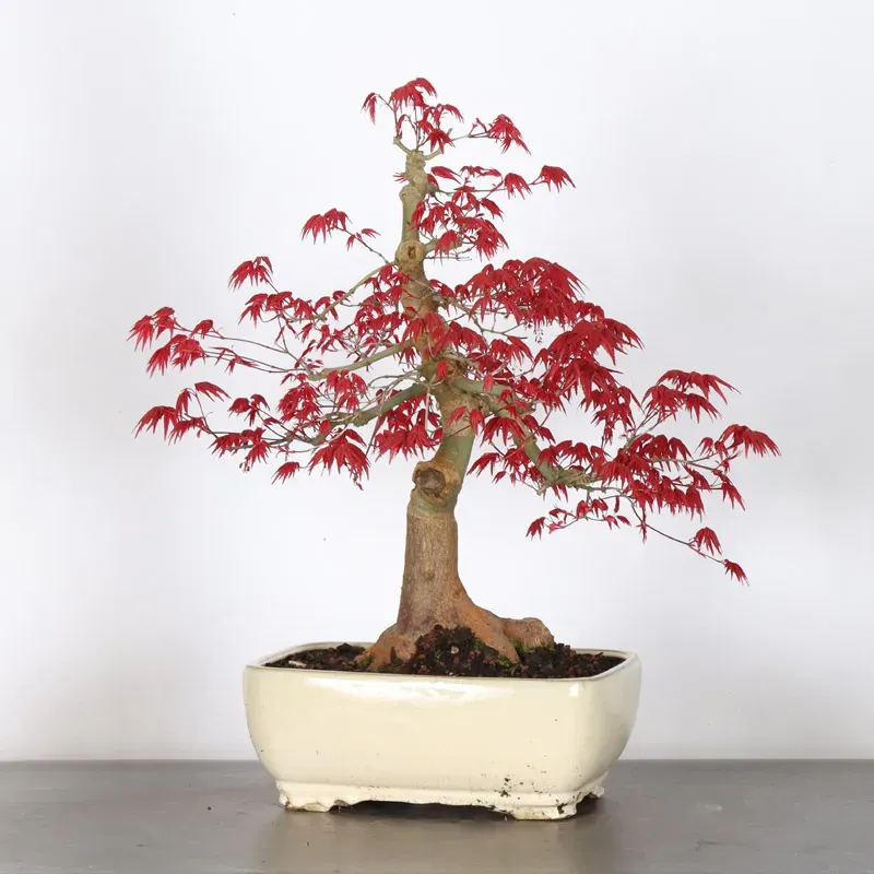 image supplémentaire - JAPANESE RED MAPLE "ACER...