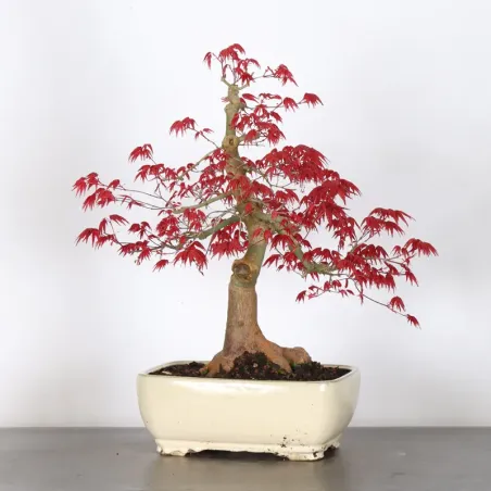 image supplémentaire - JAPANESE RED MAPLE "ACER...