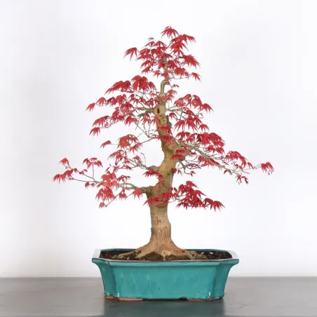 JAPANESE RED MAPLE "ACER DESHOJO" 3-16