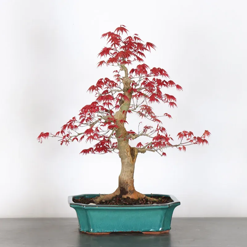 image supplémentaire - JAPANESE RED MAPLE "ACER...