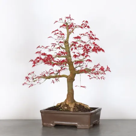 image supplémentaire - JAPANESE RED MAPLE "ACER...