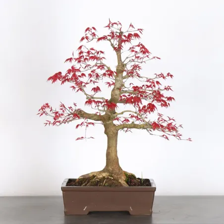 JAPANESE RED MAPLE "ACER DESHOJO" 3-18