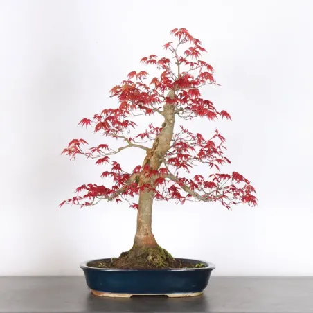 image supplémentaire - JAPANESE RED MAPLE "ACER...