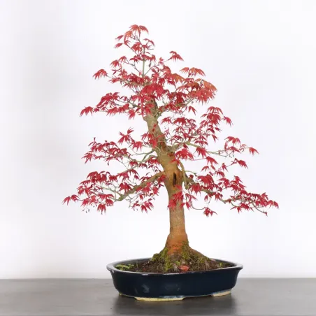 ÉRABLE ROUGE DU JAPON "ACER DESHOJO" 3-19