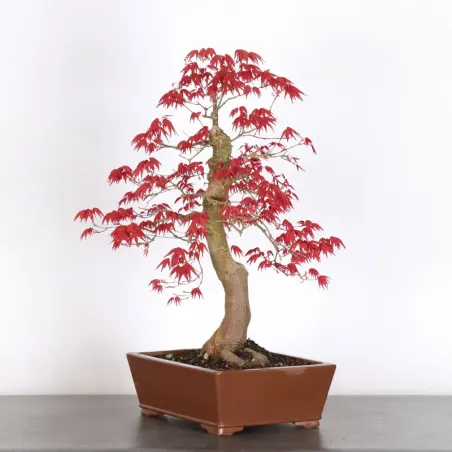 JAPANESE RED MAPLE "ACER DESHOJO" 3-13