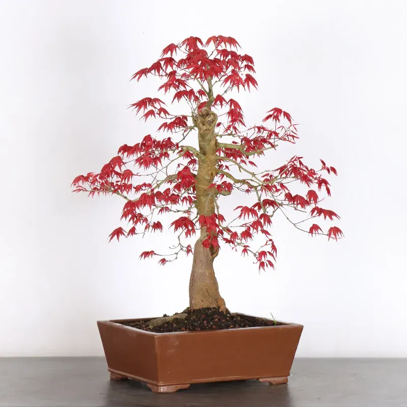 image supplémentaire - ÉRABLE ROUGE DU JAPON "ACER...