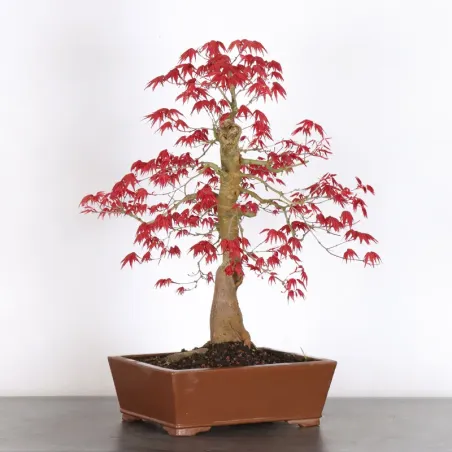 image supplémentaire - ÉRABLE ROUGE DU JAPON "ACER...