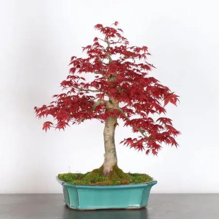 ÉRABLE ROUGE DU JAPON "ACER DESHOJO" 3-17