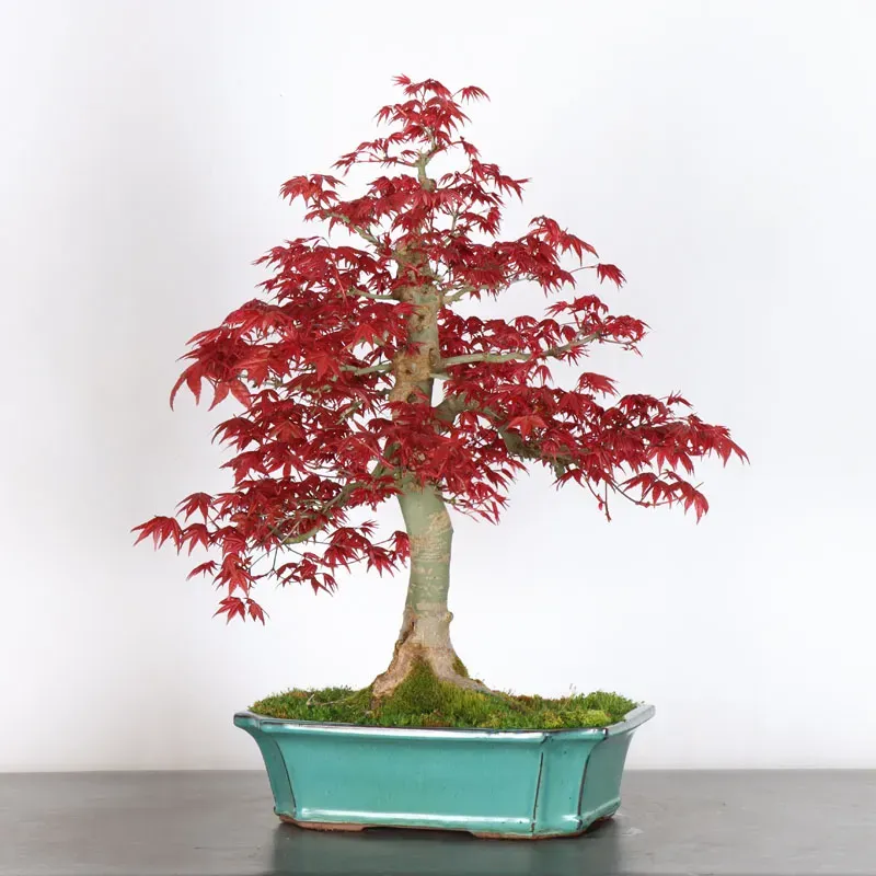 image supplémentaire - ÉRABLE ROUGE DU JAPON "ACER...