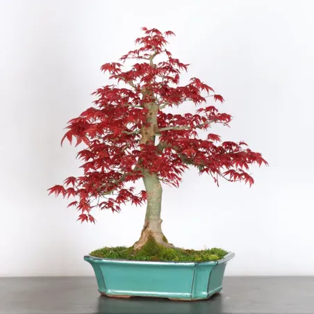 image supplémentaire - ÉRABLE ROUGE DU JAPON "ACER...