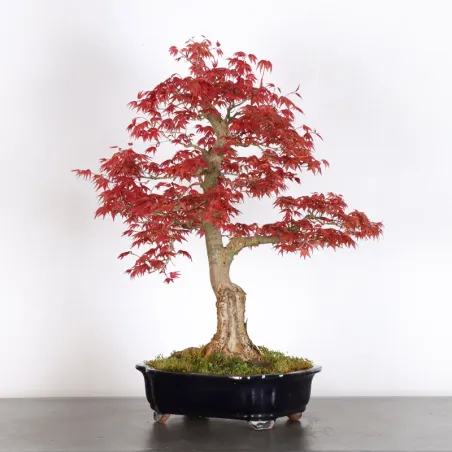 JAPANESE RED MAPLE "ACER DESHOJO" 2-13