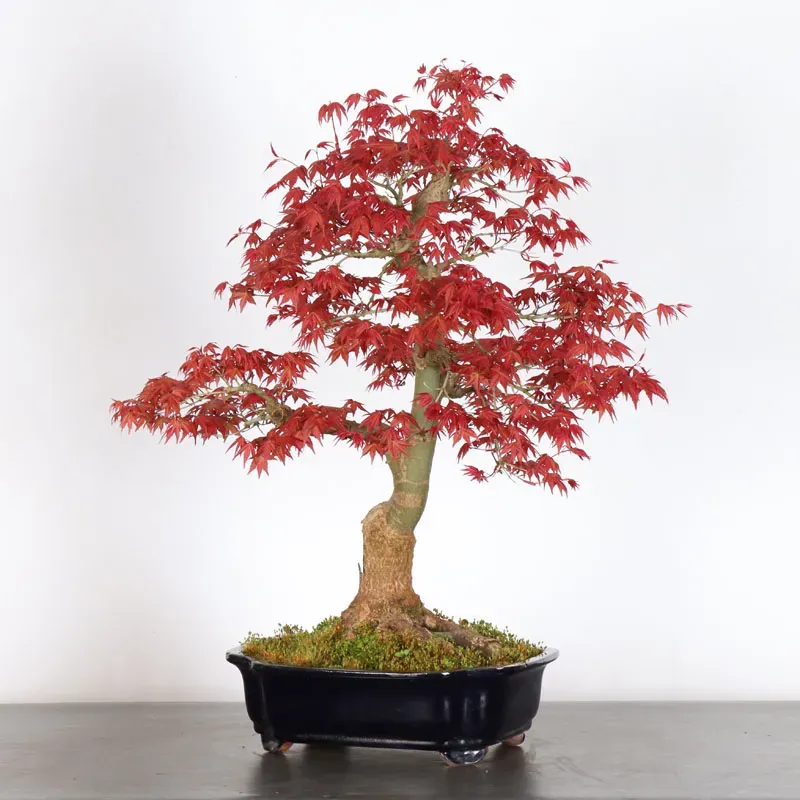 image supplémentaire - ÉRABLE ROUGE DU JAPON "ACER...