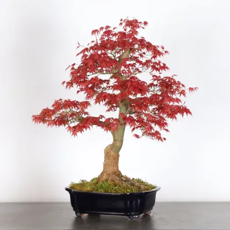 image supplémentaire - ÉRABLE ROUGE DU JAPON "ACER...