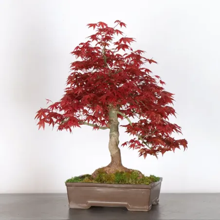 ÉRABLE ROUGE DU JAPON "ACER DESHOJO" 4-8