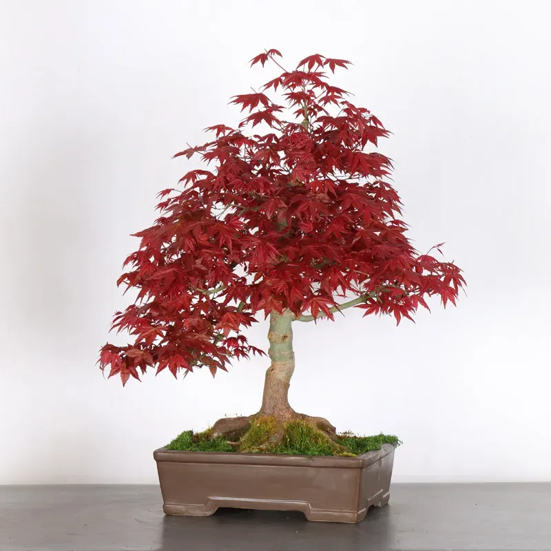 image supplémentaire - JAPANESE RED MAPLE "ACER...