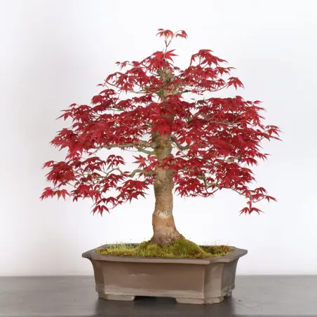 Bonsai Acer Deshojo AD-3-3