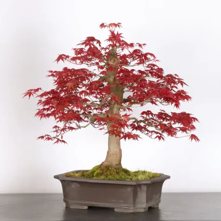 image supplémentaire - ÉRABLE ROUGE DU JAPON "ACER...