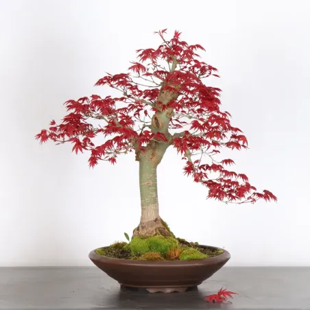 Bonsai Erable Palmatum Deshojo AD-3-1