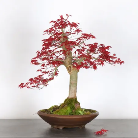 image supplémentaire - JAPANESE RED MAPLE "ACER...