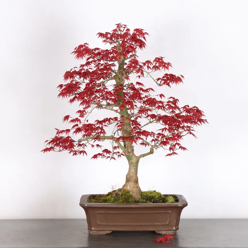 ÉRABLE ROUGE DU JAPON "ACER DESHOJO" 1-22