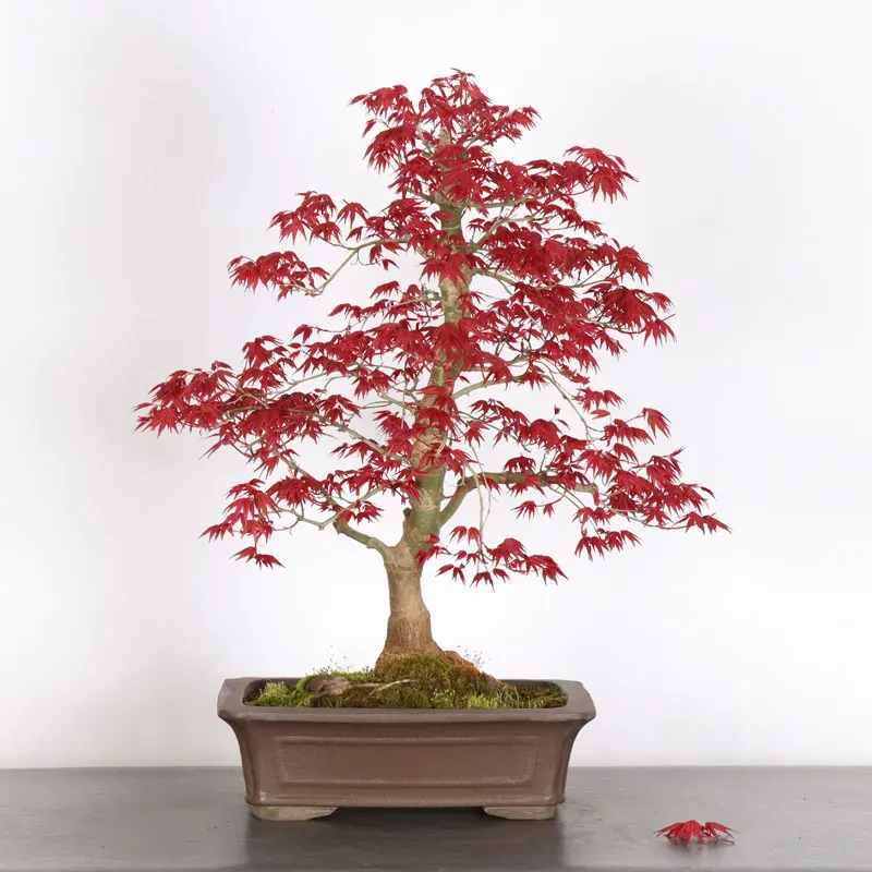 image supplémentaire - JAPANESE RED MAPLE "ACER...