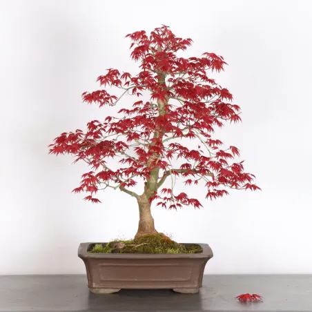 image supplémentaire - ÉRABLE ROUGE DU JAPON "ACER...