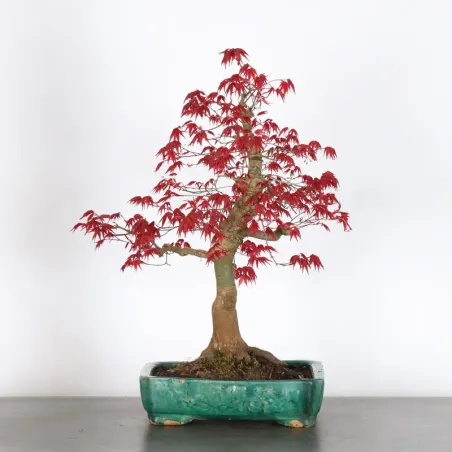 image supplémentaire - JAPANESE RED MAPLE "ACER...