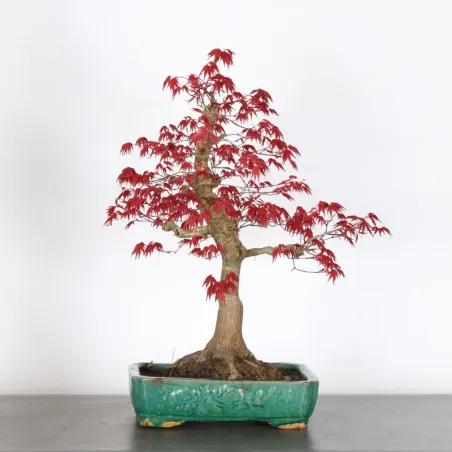 Bonsai Erable Palmatum Deshojo AD-4-1