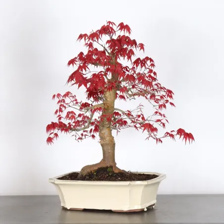 Bonsai Erable Palmatum Deshojo AD-4-1
