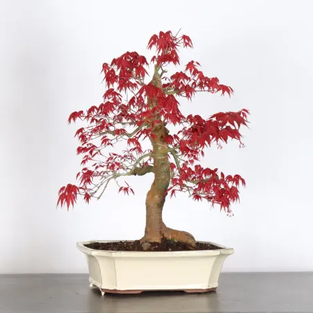 image supplémentaire - JAPANESE RED MAPLE "ACER...