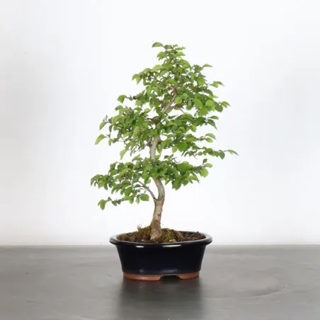 Bonsai Chinese Elm OR-1-1