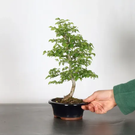 image supplémentaire - Orme de sibérie "ulmus...