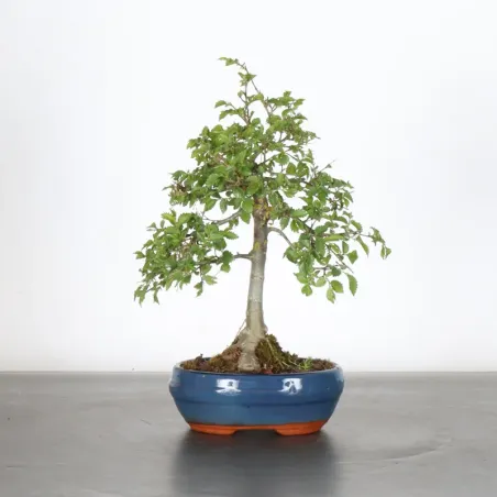 Bonsai Orme de Chine OR-1-2