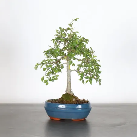 image supplémentaire - Siberian elm "ulmus pumila"...