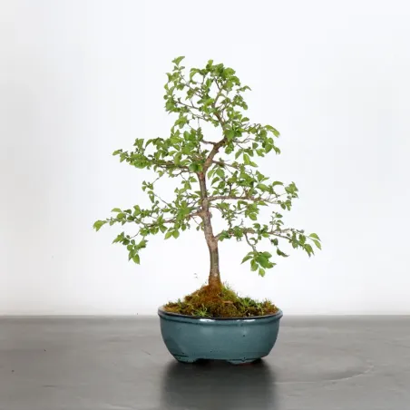 Bonsai Orme de Chine OR-1-3