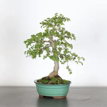 Bonsai Orme de Sibérie OR-1-4