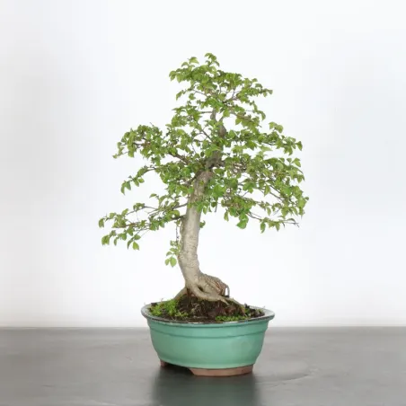 image supplémentaire - Orme de sibérie "ulmus...