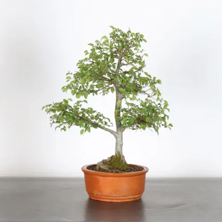 Bonsai Chinese Elm OR-1-5
