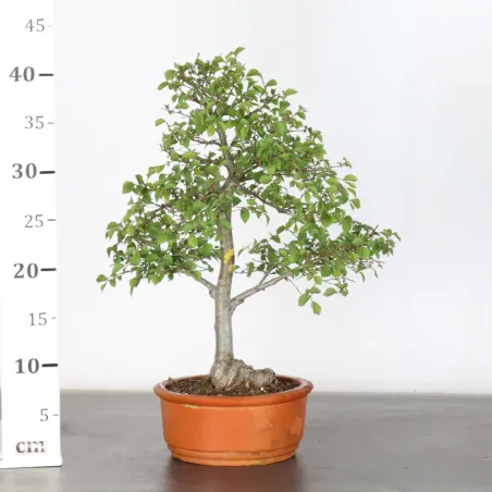 image supplémentaire - Orme de sibérie "ulmus...