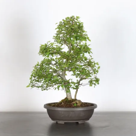 image supplémentaire - Siberian elm "ulmus pumila"...
