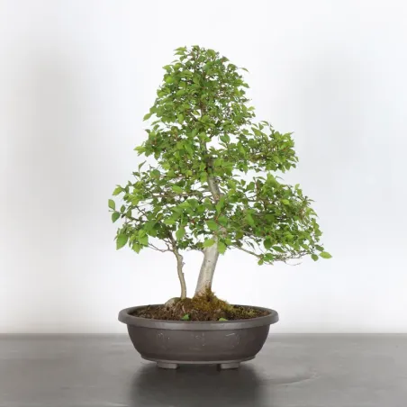 Bonsai Orme de Chine OR-1-6